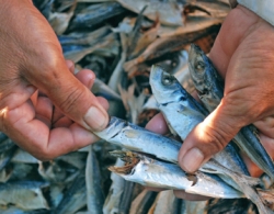 Dried Mackerel