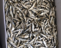 Dried Tamban